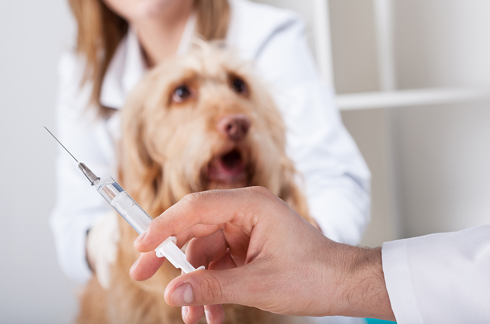 How to Get Over the Counter Heartworm Medicine for Dogs: 5 Trusted Options That Work